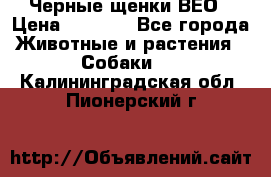 Черные щенки ВЕО › Цена ­ 5 000 - Все города Животные и растения » Собаки   . Калининградская обл.,Пионерский г.